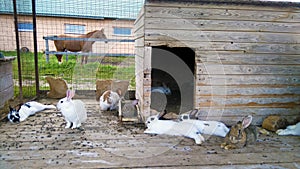 Breeding rabbits.