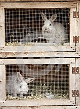 Breeding rabbits