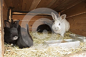 Breeding rabbits photo