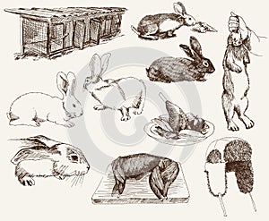 Breeding rabbits