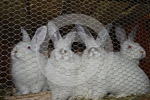 Breeding rabbits, rabbits in cage