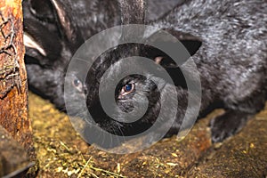 Breeding rabbits. Rabbits on a farm in a wooden cage. Rabbits in captivity