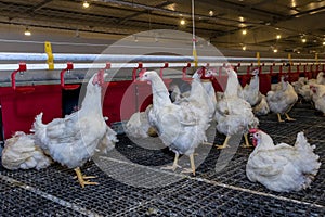 Breeding roosters and hens for meat feed inside the breeding area of a poultry farm