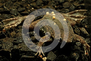 Breeding of the Sabana Surinam toad