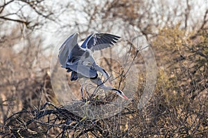 Breeding scene of grey herons in the Camargue, France