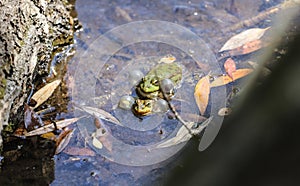 Breeding season of frogs