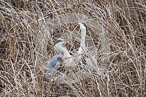 Breeding season of the heron