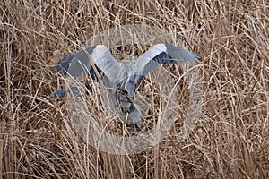 Breeding season of the heron