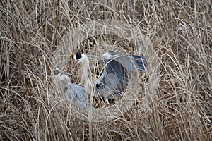 Breeding season of the heron