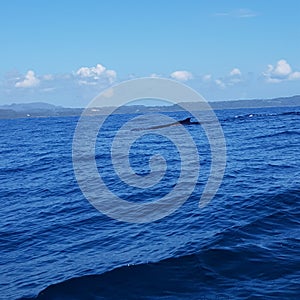 The breeding season of humpback whales off the coast of the Dominican Republic in Samana Bay