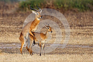 The breeding season with the kob Kobus kob on the plains. Mating time for kob on Ugandan savanna.Love antelope in dry savanna.