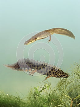 Breeding of Smooth Newt photo