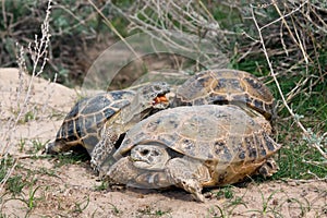 Breeding Steppe tortoises Testudo horsfieldii