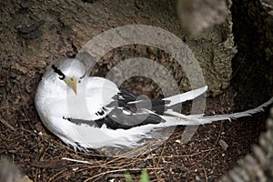 Breeding white-tailed Tropic bird 3