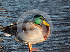 Breeding wild duck (Anas platyrhynchos) with a glossy bottle-green head and a white collar standing on ice in a