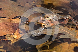 Breeding Wood Frogs