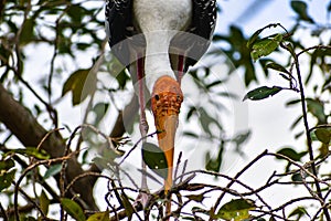 Breeding Yellow-Billed Stork Mycteria ibis Collecting Nesting