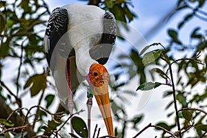 Breeding Yellow-Billed Stork Mycteria ibis Collecting Nesting