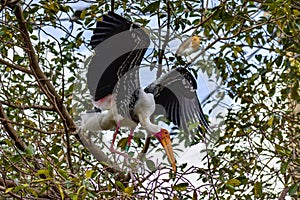 Breeding Yellow-Billed Stork Mycteria ibis Collecting Nesting