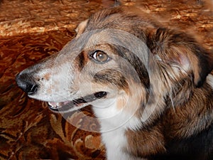 Breedless dog with orange eyes, selective focus