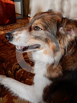 Breedless dog with orange eyes, selective focus