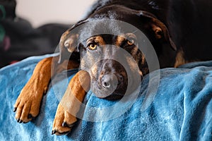 breedless dog portrait, black mixed breed canine looking straight ahead