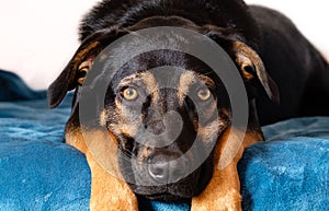 breedless dog portrait, black mixed breed canine looking straight ahead