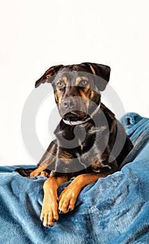 breedless dog portrait, black mixed breed canine looking straight ahead