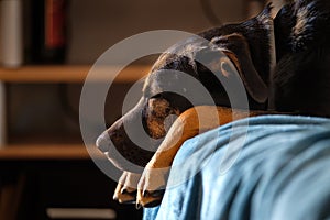 breedless dog portrait, black mixed breed canine looking straight ahead