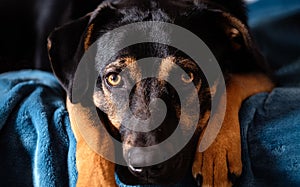 breedless dog portrait, black mixed breed canine looking straight ahead