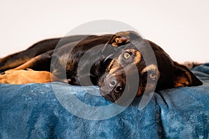 breedless dog portrait, black mixed breed canine looking straight ahead