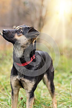 A breedless dog in a red collar on a walk in the autumn forest.