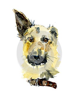 A breedless dog from the shelter. Watercolor hand drawn illustration