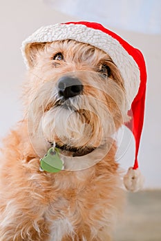 Breedless dog wearing a Santa hat