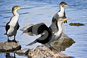 Breedng Pair White-breasted Cormorant