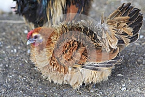 Breeds curly chicken in the farm