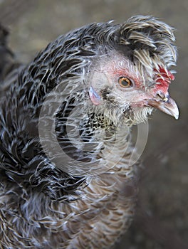 Breeds curly chicken in the farm