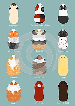 Breeds of guinea pig