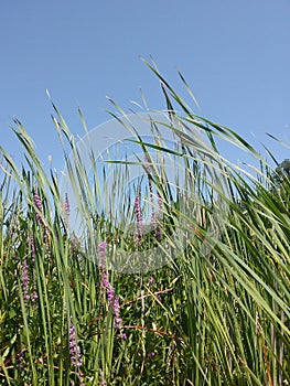 A Breeze Blows Gently