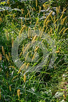 The breeze in the Setaria viridis