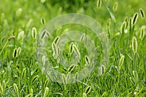 The breeze in the Setaria viridis