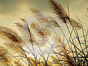 Breeze swaying the grass photo