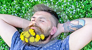 Breeziness concept. Bearded man with dandelion flowers in beard lay on meadow, grass background. Guy with dandelions in