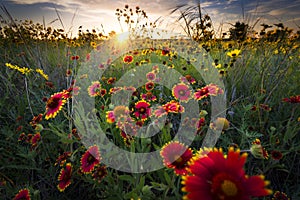 Frisch sonnenaufgang durch Blumen 