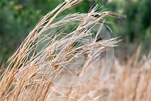 Breezy Dried Grass Near a Woodland