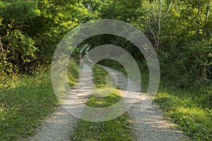 Breezy Road In Woods