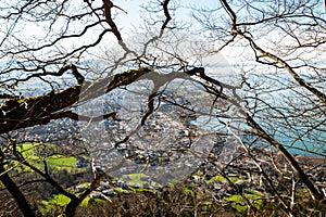 Bregenz spring and Lake Constance from Mount Pfender through tree branches