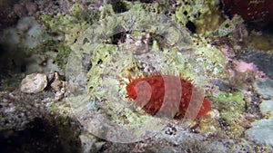 Breger`s Cowry Contradusta bregeriana shell Raja Ampat