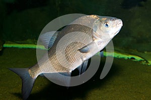 Breme (Abramis brama)