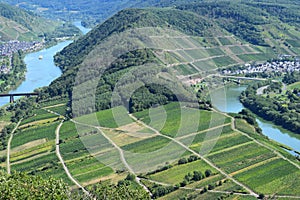 Bremm, Germany - 08 20 2020: vinyard between two Mosel curve sides near Faid, Bremm and Calmont